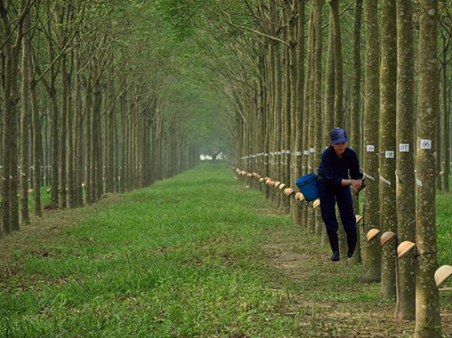 Bảo hiểm cây cao su